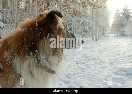 a fluffy long haired dog in snowy winter background Stock Photo