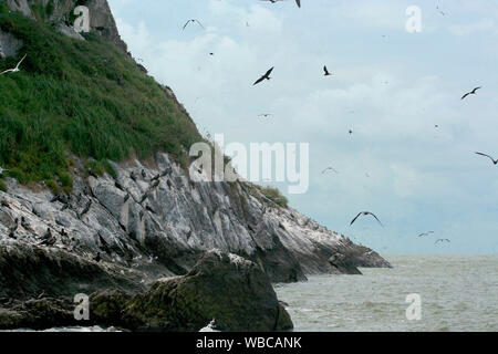 colony of Magnificent Frigatebird (Fregata magnificens) in French Guiana on island of Grand Connétable. Sea, sky and island background. Stock Photo