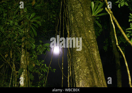A mystical night with full moon in South Americain rainforest. Stock Photo