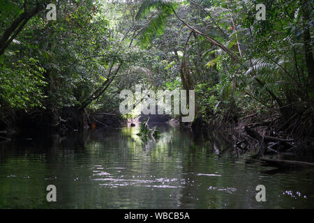 Mystical and beautiful jungle river / stream through green rainforest canopy. photographed in French Guiana Stock Photo