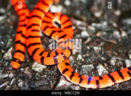 https://l450v.alamy.com/450v/wbccdk/small-false-coral-snake-anilius-scytale-photographed-in-french-guiana-wbccdk.jpg