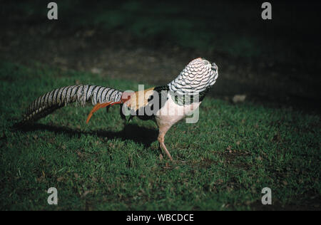 LADY AMHERST'S PHEASANT Chrysolophus amherstiae male with neck cape expanded. Native to the mountains of south-west China. Stock Photo