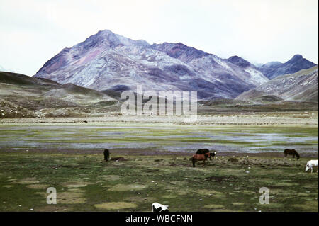 In der Kordillere vor Monterey, Peru 1960er Jahre. At the cordillere near Monterey, Peru 1960s. Stock Photo