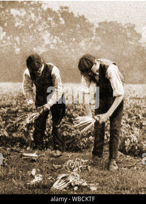 The English sugar beet industry 1920's-  A newspaper photograph showing workers cutting off the tops of the beet. Large scale production began after WWI   following war-time shortages of imported cane sugar.  In the 1920's there were around 20 commercial factories  processing beet sugar. Stock Photo