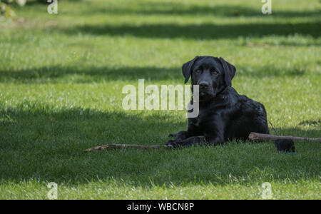 four month old labrador pup laying in the garden on the grass Stock Photo