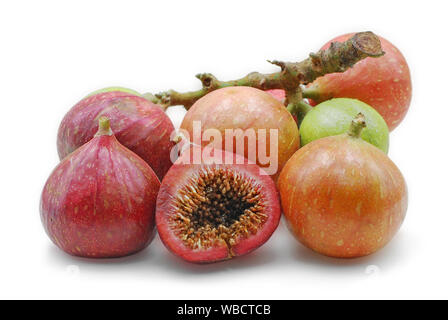 Ficus racemosa isolated on white background Stock Photo