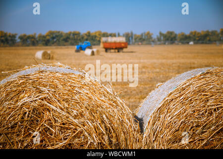 Hay bail harvesting in wonderful autumn farmers field landscape with hay stacks Stock Photo