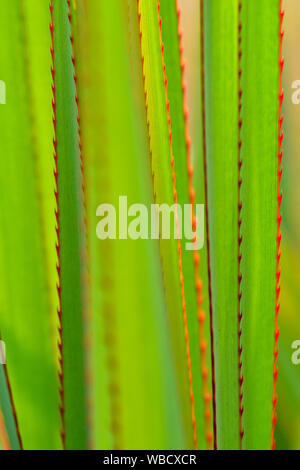 Natural patterns of green plants with red torns Stock Photo