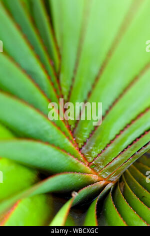 Natural patterns of green plants with red torns Stock Photo