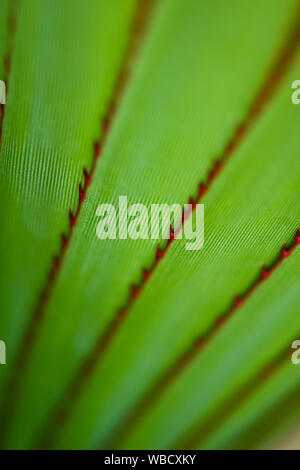 Natural patterns of green plants with red torns Stock Photo