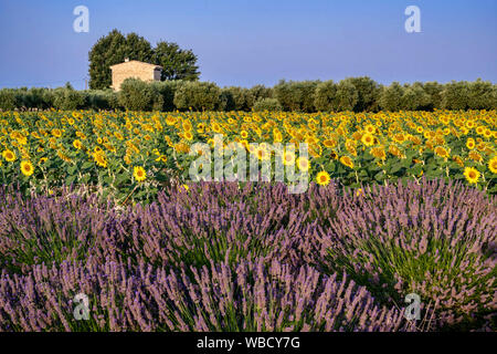 Lavender and sunflower field, Lavandula angustifolia, Plateau de Valensole, France, Provence-Alpes-Cote d'Azur, France