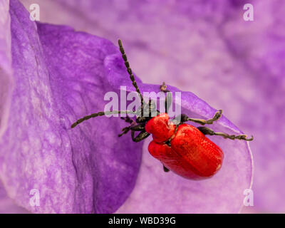 Scarlet Lily Beetle on Purple Flower Stock Photo