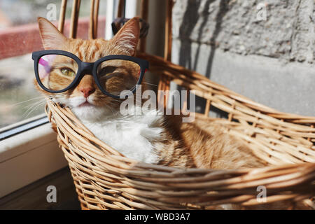 Cute business kitten in glasses, lying in a basket in summer sunny day and enjoying the sun Stock Photo