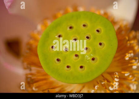 Close up of young Sacred Lotus seeds Stock Photo