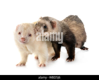 two ferrets in front of white background Stock Photo