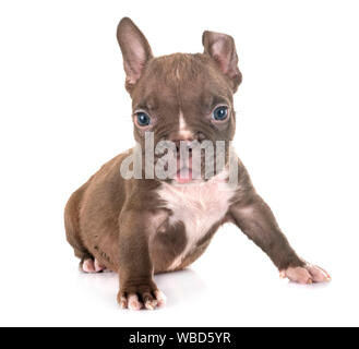 puppy american bully in front of white background Stock Photo