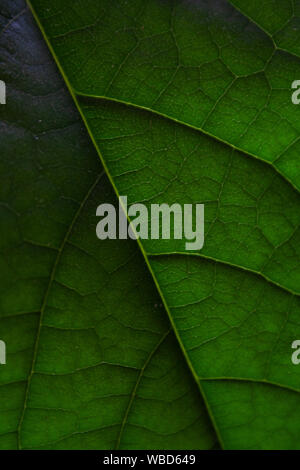Avocado tree leaf close up abstract background Stock Photo
