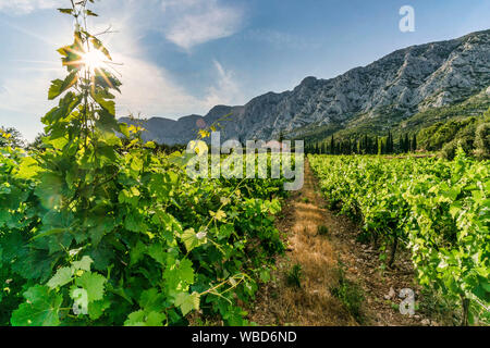 Vineyards Domaine de Saint Ser, Route Cezanne, Montagne Sainte-Victoire, Provence,  Bouches-du-Rhône, france Stock Photo