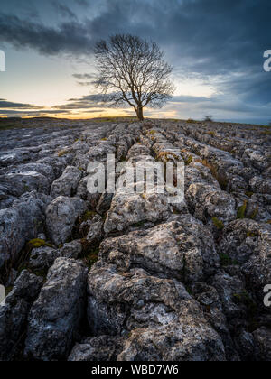 Early morning on a limestone pavement near Malham in the Yorkshire Dales.  The natural karst landform consists of a flat, incised surface of exposed l Stock Photo