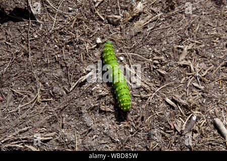 Bright green emperor moth caterpillar in the Spanish Pyrenees Stock Photo