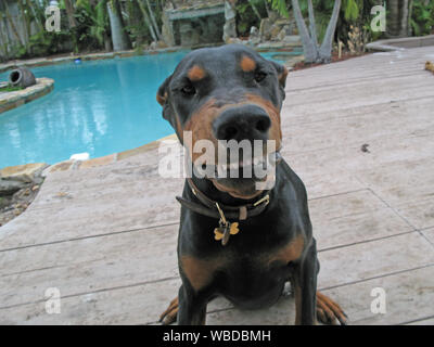 Miami 2007 - Doberman with Louis Vuitton collar Stock Photo - Alamy