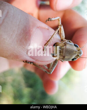 A brown grasshopper in man's pockets. the jaws of a grasshopper Stock Photo