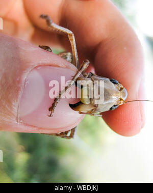 A brown grasshopper in man's pockets. the jaws of a grasshopper Stock Photo