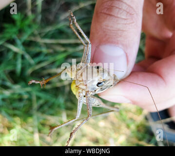 A brown grasshopper in man's pockets. the jaws of a grasshopper Stock Photo