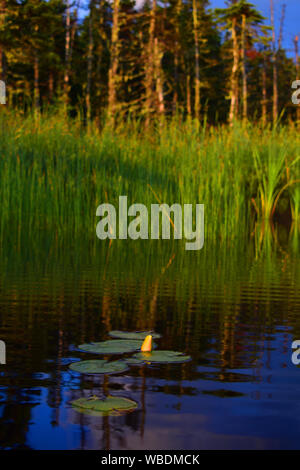 Lily pad on a reflecting lake in Canada. Stock Photo