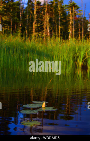 Lily pad on a reflecting lake in Canada. Stock Photo
