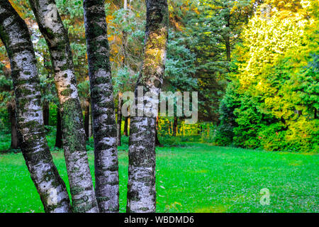 The trunks of the aspen tree against the background of the autumn forest, lit by the setting sun Stock Photo