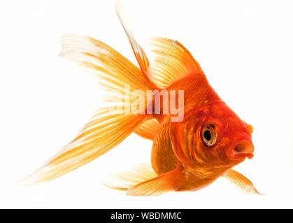 Isolated Approaching Goldfish swimming towards camera, close-up on white Stock Photo