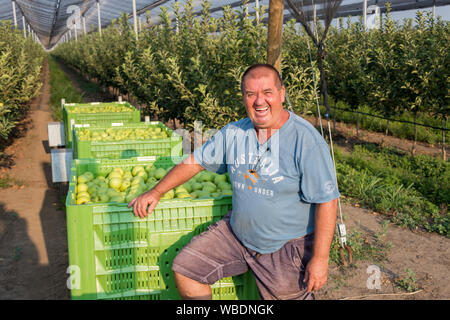 Smiling man in apple orchard with Golden Delicious apples in large boxes on the trailers, Serbia Stock Photo