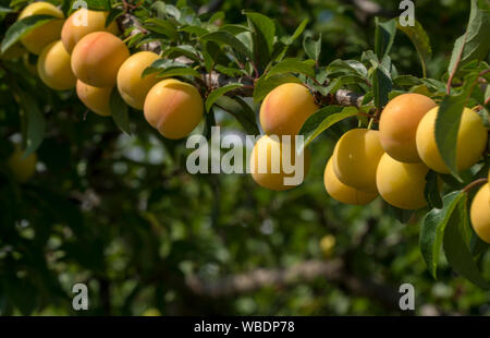 Mirabelle plum, yellow and red mirabelle plums, isolated on plum tree branch Stock Photo