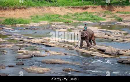 Pinnawala/ Sri Lanka: AUGUST 03- 2019: Asian elephants walking  in a river near the village of Pinnawala. Here is a nursery and captive breeding groun Stock Photo