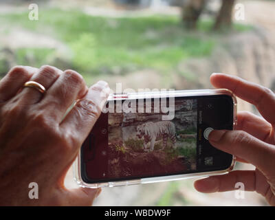 Visitor taking photo of a White Tiger at Busch Gardens Tampa, USA, June 20, 2019, © Katharine Andriotis Stock Photo