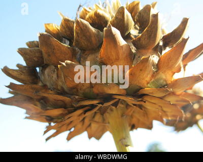 Close-up of the underside of a giant cardoon, or artichoke thistle, after it has finished flowering and has brittle, yellow, hairy petals. Stock Photo