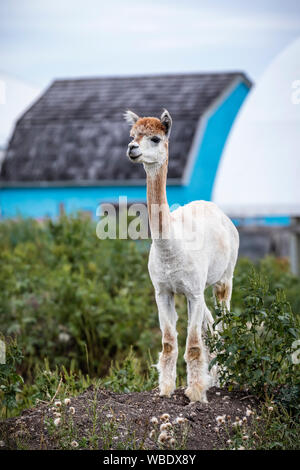 Alpaca, Manitoba, Canada. Stock Photo