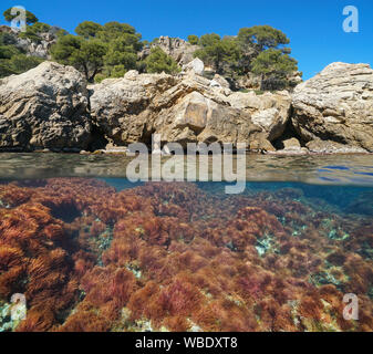 Mediterranean sea, rocky coast with red algae underwater, split view above and below water surface, Spain, Costa Brava, Cap de Creus, Catalonia Stock Photo