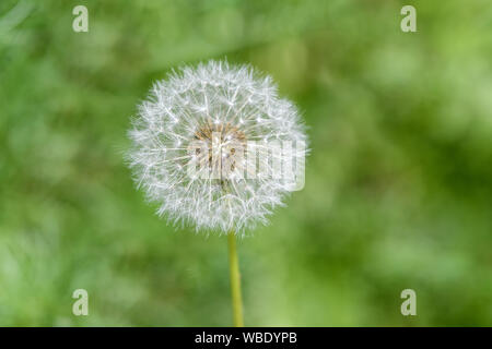 White fluffy head of ripened dandelion on a blurred background of green grass Stock Photo