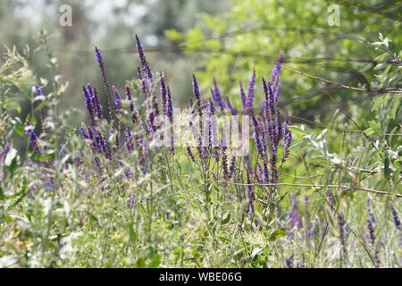 Lilac wildflowers on a background of green foliage. Blurred background. Stock Photo