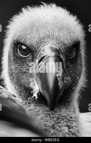 close-up portrait of a white-backed vulture in black and white (Gyps africanus) and black background Stock Photo