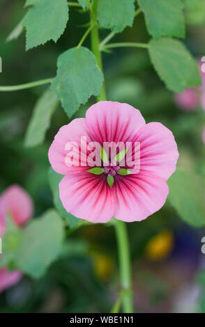 Malope trifida flower. Stock Photo