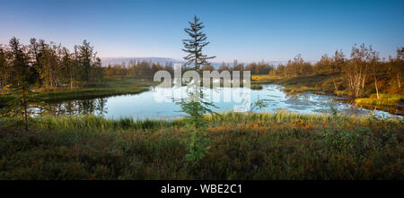 Beautiful summer northern Siberian wild landscape, a lonely spruce larch by a lake or swamp, panoramic view Stock Photo
