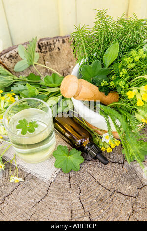 Top view of different wild herbal medicinal plants gathered on wooden table( Alchemilla vulgaris, common lady's mantle, Primula veris, Yarrow, common Stock Photo