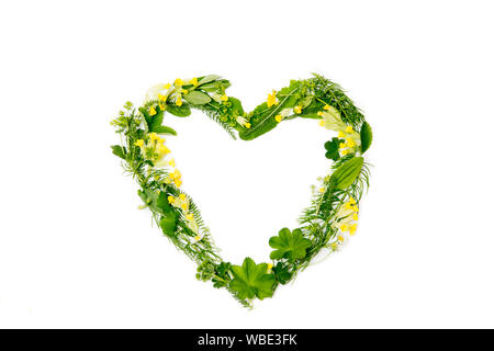 Love heart made out of different real fresh herbal medicinal plants (Lady's mantle, Primula veris, Equisetum arvense, Achillea) flat lay  view, isolat Stock Photo