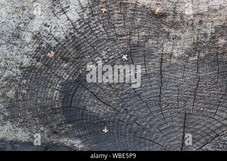 Cracked old stump with a beautiful texture. Nice background. Stock Photo