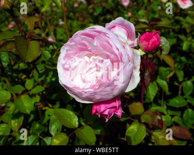 A single bloom of  Rose species Olivia Rose Austin in full bloom in August in the walled Rose Garden  Wynyard Country House Hotel Tees Valley England Stock Photo