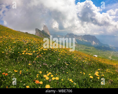 Wild flowers growing on the side of Seceda mountain in the Italian Dolomites of the Alps Stock Photo