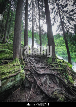 Pine trees growing on a steep sloop in a forest with exposed roots clinging to the rocks Stock Photo